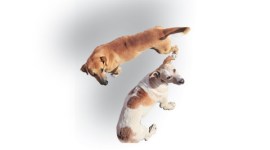 Playful Paws Pet Center in Saskatoon