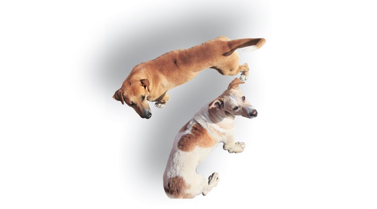 Kerala, kerala stray dogs, kerala dog deaths, kerala stray dog deaths, kerala news, kerala stray dog deaths, kerala news, india news