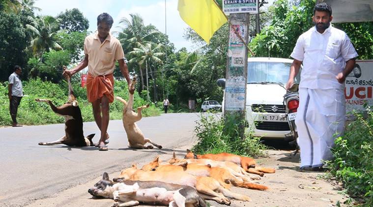 kerala, kerala dog menace, kerala dog killing, politicians kill dogs, kerala politicians kill dogs, dogs beaten to death, kerala dogs killed