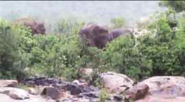 elephant-480 odisha, odisha elephants, odisha elephants trapped, odisha stranded elephants safe, indian express news, india news