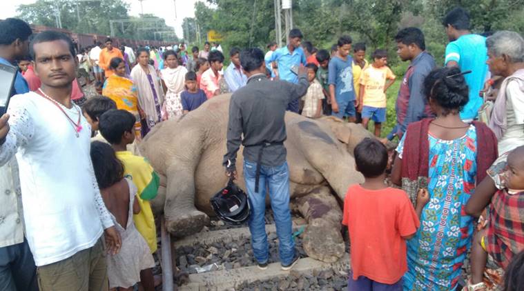  The body of female elephant lying on track after she was hit by a train. A newly-born calf also died. The incident occurred on railway track on the outskirts of RANCHI Monday morning.