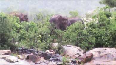 odisha, odisha elephants, odisha elephants trapped, odisha stranded elephants safe, indian express news, india news