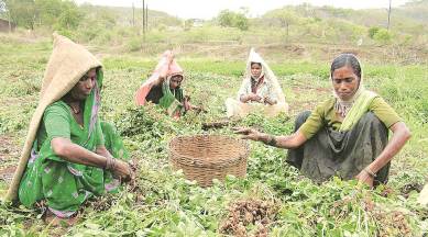 technology, technology in agriculture Maharashtra agriculture, technology agriculture, Maharain, weather forecast app, agriculture apps, crop cycle, rainfall data, India news, maharashtra news