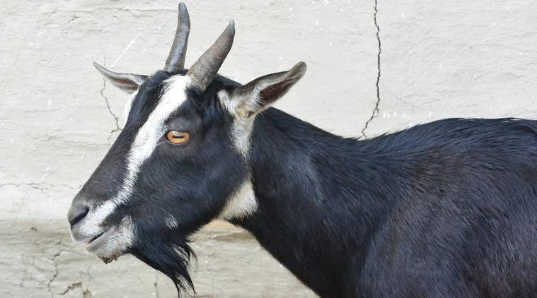 Meet Badal, the cold drink-guzzling goat making waves on Eid | Trending ...