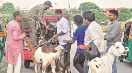 mumbai, mumbai eid, goats business eid, cattle business eid, eid animal sacrifice, buffaloes on eid, india news, mumbai news, indian express news