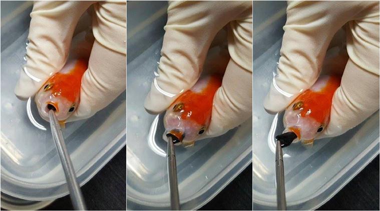 Girl Swallowing Goldfish