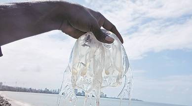 Mumbai sea, mumbai arabian sea, jellyfish, stingrays, beautiful jellyfish, venomous jellyfish, Mumbai sea shores, mumbai shores, Mumbai Dadar Chowpatty, India news, Mumbai news