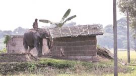 environment protection, wildlife protection, chandragupta maurya, kautilya, wildlife conservation, tradition of conservation, history of wildlife protection, indian express news, india news