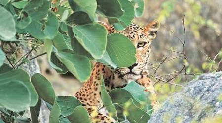 Leopard caught, Leopard caught in Jaipur, killer leopard caught, Jaipur news, india news, latest news, indian express