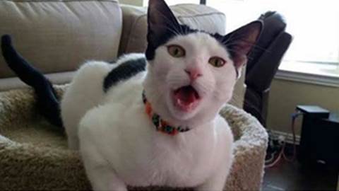 cats, cats music, cat music, cats music album, music, music album, viral, trending, viral cats, trending cats, news, latest news, world news, international news