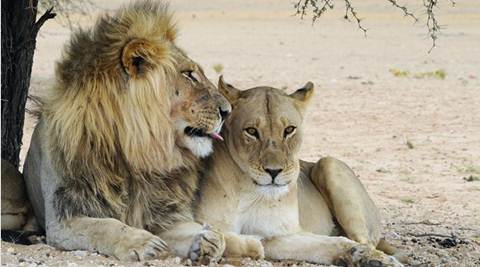 lion, bangladesh, bangladesh zoo, chittagong, chittagong zoo, chittagong zoo lion wedding, bangladesh zoo lion wedding, lion wedding party, bangladesh lion wedding party, chittagong zoo lion wedding party, wedding, bangladesh news, latest news, trending news, viral news
