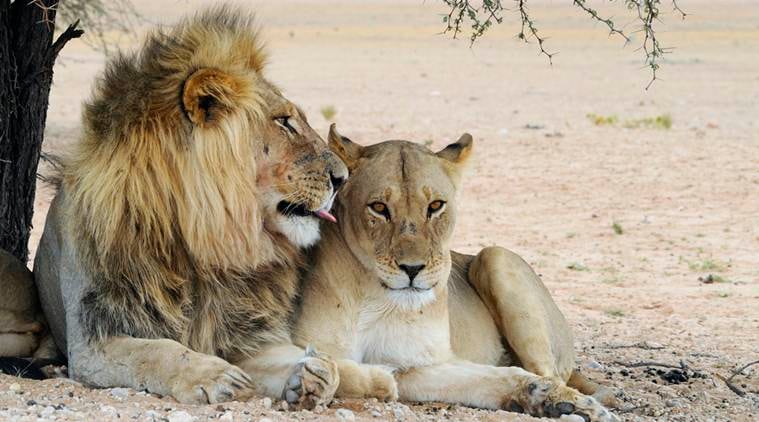 A royal affair: 400 guests attend wedding party of two lions in ...