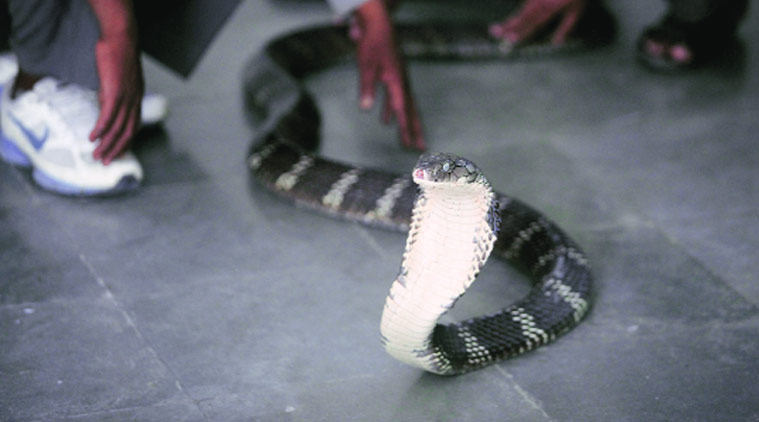 Nandurbar: Man dies of snake bite, second death in a week
