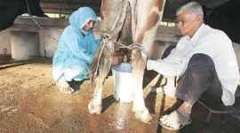 Gujarat, Gujarat farmer, agricultural household debt, National Sample Survey Office, Gujarat farmer, milk production, Gujarat production of milk, Gujarat Cooperative Milk Marketing Federation, india news