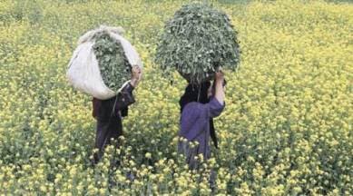 Mustard, GM mustard, Mustard growth in india, Mudtard in foods, herbicide plant, mustard oil, Mustard india, mustard oil in food, Indian express, Express blogs