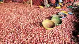 maharashtra, onion, market price, farmers, india news, indian express