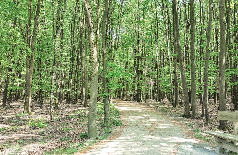 A hiking trail through beech trees in the Wild Kermeter
