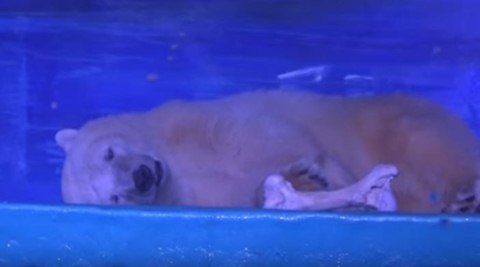 polar bear, polar bear china, china mall polar bear, world saddest bear, pizza polar bear, polar bear captive, china aquairum captive polar bear, polar bear rehabilitation, world news, animal rights, trending news, whats trending, viral news, latest news