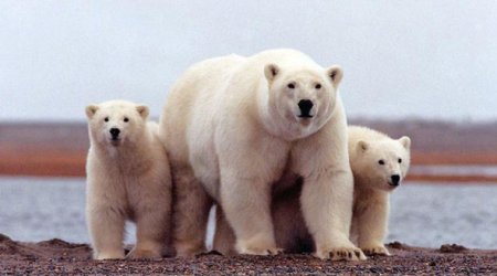 Hide the children. The polar bears have invaded