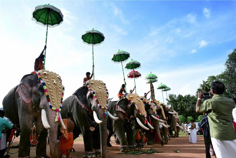 Elephant Race on Onam (indianexpress.com)