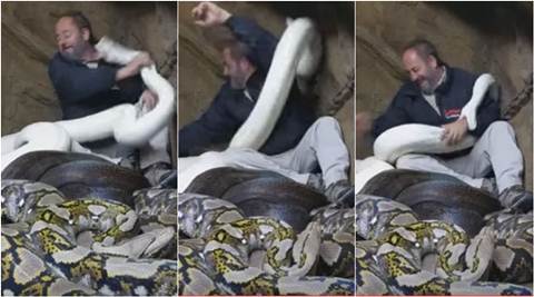python, snake, python attack man, snka bite, snake attack, python attack videos, snake attack videos, python as pets, pet snake attack owner, viral video, trending video, latest news, indian express