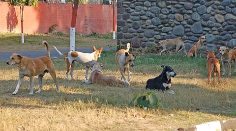 Concert to raise funds for stray dogs | Cities News,The Indian Express