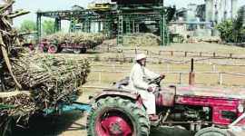 soaring sugar prices, sugar prices rise, india farmers, wheat production, wheat price, sugarcane farmer, Punjab elections, Up elections, wheat procurement crisism, sugar production, sugar factories, india news, indian farmer, indian express