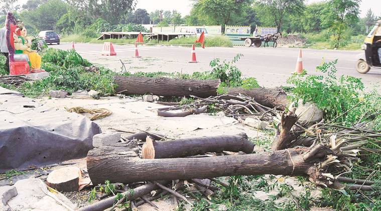 Trimming of trees crucial for avoiding any untoward incident, BMC tells Bombay High Court