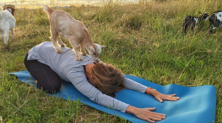 Goat Yoga classes are already a hit. (Source: Instagram/Lainey Morse)