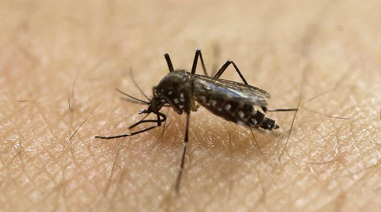 Aedes aegypti mosquito, Chikungunya, dengue, New Delhi, Chikungunya-Indian Express, Indian express news, latest news