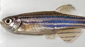 In laboratories across India, scientists take heart from this little fish