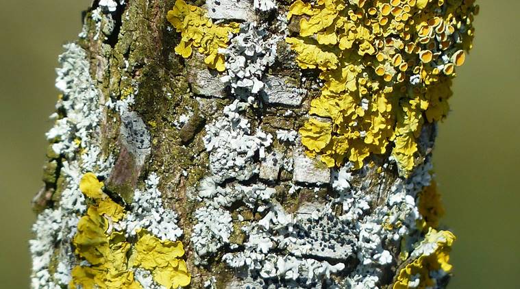 Fossilised algae, power electric vehicles, power electric vehicles fossilised algae, latest news, latest technology news, latest tech science news