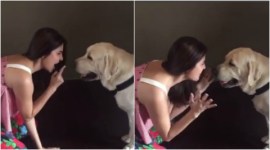 anushka sharma, anushka sharma dog, anushka sharma dog video, anushka sharma dude singh, anushka sharma bulleya, anushka sharma bulleya dog, anushka sharma pet dog, anushka sharma ae dil hai mushkil, ae dil hai mushkil, adhm, ae dil hai mushkil karan johar, karan johar, ranbir kapoor, aishwarya rai bachchan, anushka ranbir aishwarya, anushka sharma news, anushka sharma virat kohli, virat kohli, anushka sharma boyfriend, anushka sharma video, anushka virat, ae dil hai mushkil news, ae dil hai mushkil ban, mns ban, mns fawad khan, anushka sharma fawad khan, mns pakistani actors, pakistani actors ban, entertainment updates, bollywood upcoming film, indian express, indian express news