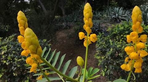 Apple, Apple iPhone 7 plus review, Apple iPhone 7 Plus, iPhone 7 plus camera, iPhone 7 Plus camera test, iPhone 7 plus camera samples, iPhone 7 plus India sales, Apple iPhone 7 plus camera shots, smartphone, technology, technology news