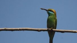 bee eater, bird watching, india bird watching, india bee eaters, bea eaters spices, bee eaters sightings, forest bird watching, birds traits, bee eaters traits, indian express, express sunday eye, eye 2016, latest news, lifestyle news,