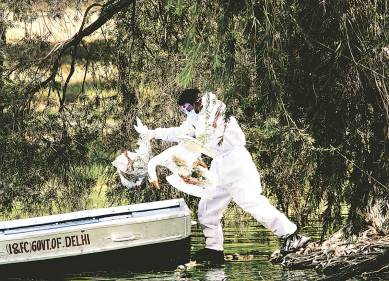 Chilka Lake, bird flu, avian influenza, bird flu in Odisha, Odisha news, latest news, Indian express