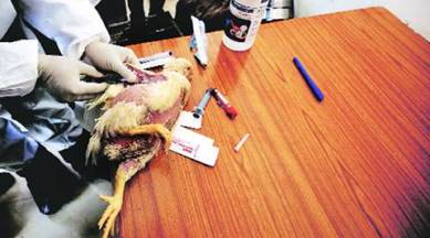 bird flu, bird flu in punjab, punjab bird flu, india news, indian express