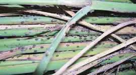 brown plant hopper, brown plant hopper crop failure, brown plant hopper crop loss, farming, india farners, india agriculture, whitefly, punjab crop loss, pest control, agriculture news, india news