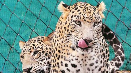 animal attacks, tiger attack, leopard attack, elephant attack, humans attacked by animals, human animal conflict, india news