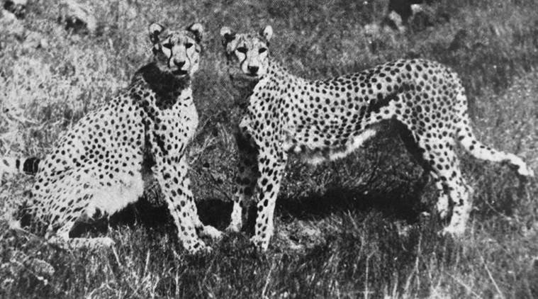 cheetah-kolhapur-759