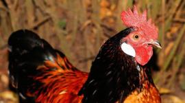 chicken caught by police, chicken corsses road taken by police, funny animal stories, funny animals, funny animals facebook, indian express, indian express news