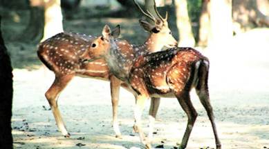 Delhi zoo facing a new challenge – missing mates | Cities News,The Indian Express Delhi zoo facing a new challenge – missing mates | Cities News,The Indian Express
