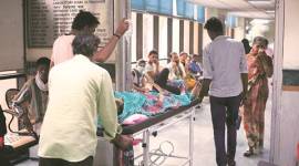 chikungunya, delhi chikungunya, delhi chikungunya case, delhi chikungunya deaths, mosquito borne disease, arthritis, delhi arthiritis, joint pain, indian express news, india news, delhi, delhi news