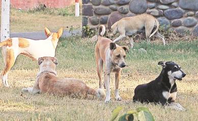 Making Festival safe for all: This Diwali, animal activists gear up for  rescue missions, launch 24×7 helplines in Chandigarh | Cities News,The  Indian Express