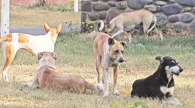 Making Festival safe for all: This Diwali, animal activists gear up for rescue missions, launch 24×7 helplines in Chandigarh | Cities News,The Indian Express Making Festival safe for all: This Diwali, animal activists gear up for rescue missions, launch 24×7 helplines in Chandigarh | Cities News,The Indian Express