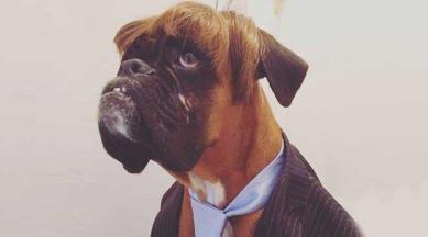 dogs dress competition, funny dogs, funny animals, banana moon clothing, indian express, indian express news