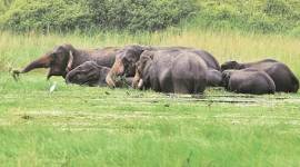 odisha, elephant, banana plantation, plantation destroyed, elephant rampage, rampage, crops destroyed, banana plantation damaged, Balliguda Forest Division, Kandhamal districrt, odisha news, indian express news