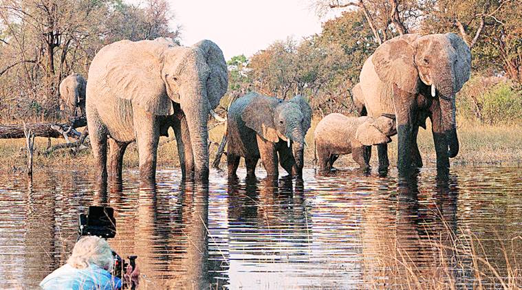 botswana, botswana elephants, elephant documentary, national geographic, wildlife conservation, indian express talk, elephant