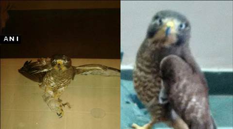 BSF, pakistan spy, pak hawk, bird spy, rajasthan border, bikaner zoo, jaipur pak hawk, indian express news, india news