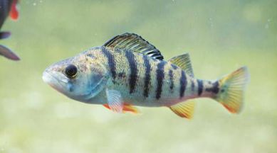 japan, japan skating rink, ice rink, ice rink fish, fish frozen, japan fish frozen, world news, Japan news